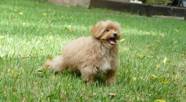 Un maltipoo adulto tamaño pequeño, con pelaje rizado color caramelo, jadea felizmente en el césped verde.