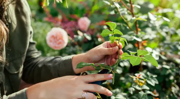 Händer som förbereder en rosstickling, redo att användas med rotstimulerande medel för att främja ny tillväxt i trädgården.