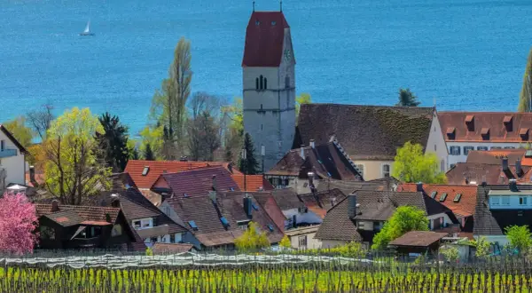 Hagnau, ein Geheimtipp am Bodensee. Weinreben im Vordergrund, malerische Dächer und der Kirchturm vor blauem Wasser.