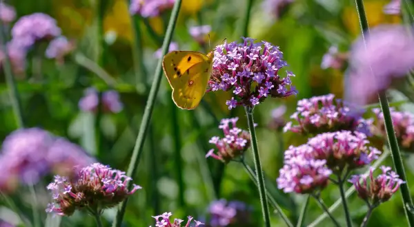 Żółty motyl na fioletowej werbenie patagońskiej. Uprawa tej rośliny przyciąga owady.