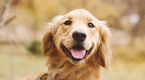 Czy golden retriever gubi dużo sierści? Oto co musisz wiedzieć