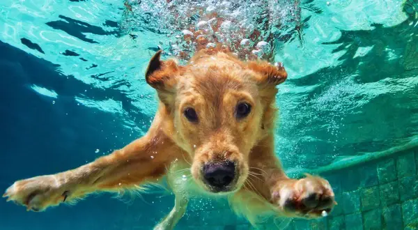 Złoty retriever zanurza się pod wodą, pokazując, jak pływać pieskiem. Bąbelki unoszą się wokół jego pyska, gdy płynie w kierunku aparatu.