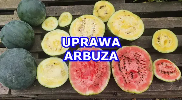 Jak skutecznie uprawiać arbuz Rosario F1 w polskim klimacie