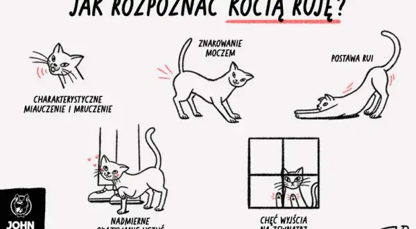 Kiedy pierwsza ruja u kotki? Objawy, pomoc i sterylizacja