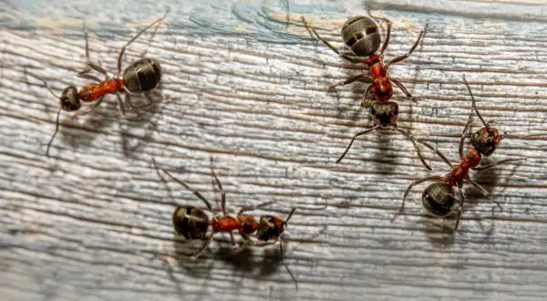 Mrówki w ogrodzie? Skuteczne metody: naturalne i chemiczne