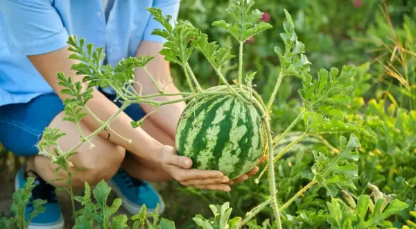 Uprawa arbuzów w Polsce: Poradnik krok po kroku do soczystych owoców
