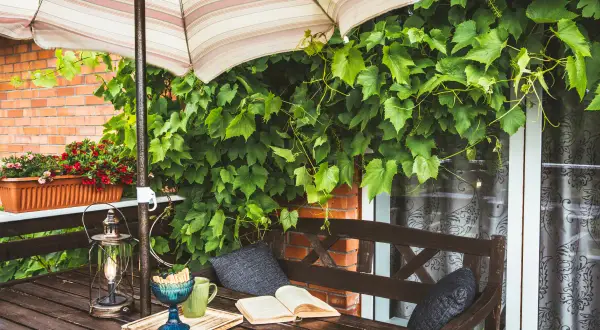 Twój balkon zielony na lata: Wieloletnie pnącza - wybór i zimowanie