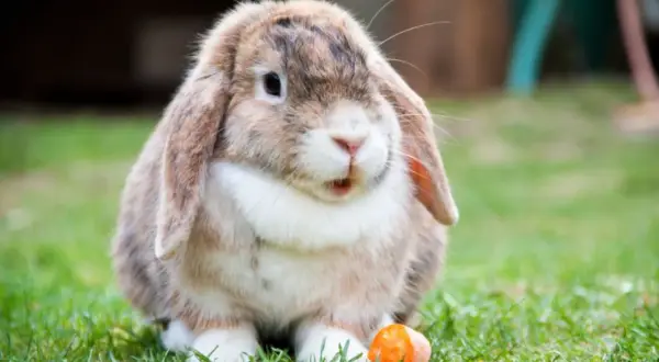 Conejo de orejas caídas con un trozo de zanahoria, curioso sobre cuanto vive un conejo.