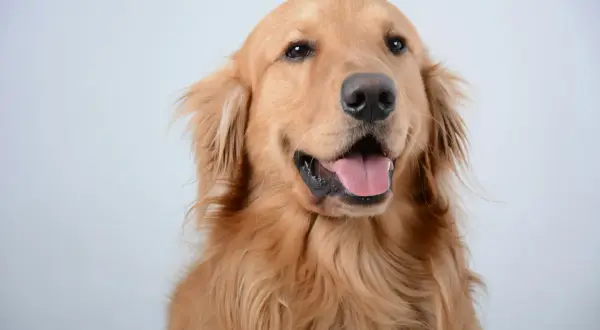 Uśmiechnięty golden retriever z wystawionym językiem. Zastanawiasz się, ile powinien ważyć golden retriever?