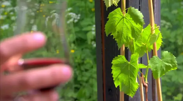 Gröna vinrankor i Sverige, med en suddig hand som håller ett glas rött vin i förgrunden.