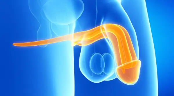 Anatomical illustration showing the male reproductive system. The penis, highlighted in orange, is shown in cross-section, revealing its internal structures. The testes are visible below. The image depicts a potential scenario of krew z penisa podczas ...