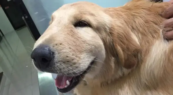 Puchaty golden retriever z opuchniętym pyskiem, który wygląda, jakby rana po ugryzieniu psa puchnie.