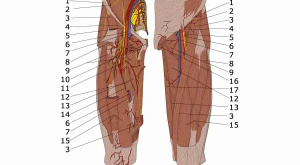 Anatomische Darstellung der Oberschenkelmuskulatur mit Nerven und Gefäßen. Der m. pectineus ist als Teil der inneren Oberschenkelmuskulatur erkennbar.