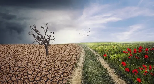 Kontrastujące warunki agroklimatyczne: wyschnięta ziemia z uschniętym drzewem i bujna, zielona łąka z makami.