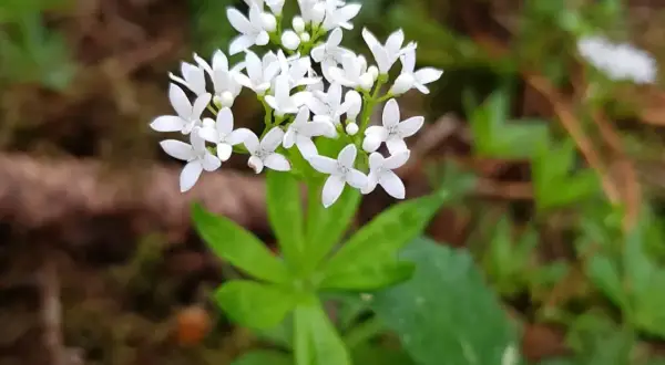 Kleine weiße Blüten und grüne Blätter – so lässt sich Waldmeister erkennen. Ein zarter Duft liegt in der Luft.