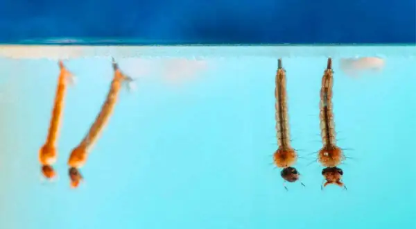 Des larves de moustique, appelées "têtards", se développent dans l'eau stagnante. Elles respirent à la surface, prêtes à devenir des adultes volants.