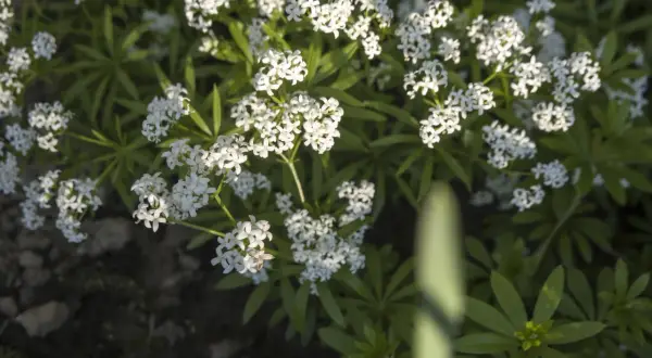 Zarte weiße Blütenstände von Galium odoratum, auch bekannt als Waldmeister oder Maikraut, bedecken den Boden. Diese Kauliflorie-Pflanzen verströmen einen süßen Duft.