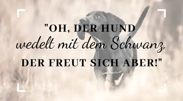 Ein schwarzer Hund bellt und wedelt mit dem Schwanz, er freut sich!