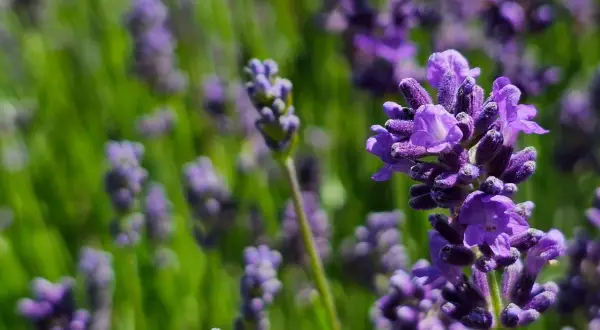 Nahaufnahme von Lavendelblüten. Die Lavendel Wirkung auf die Haut ist beruhigend und entzündungshemmend.