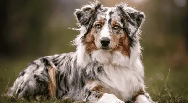 Ein wunderschöner **double merle Aussie** liegt im Gras. Sein Fell ist ein Mosaik aus Grau, Weiß und Braun, seine Augen sind von einem faszinierenden Blau.