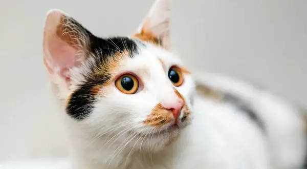 Cuánto vive un gato y qué factores afectan su longevidad
