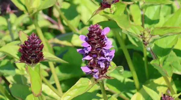 Kleine braunelle mit lila Blüten und dunklen Knospen, umgeben von grünen Blättern.