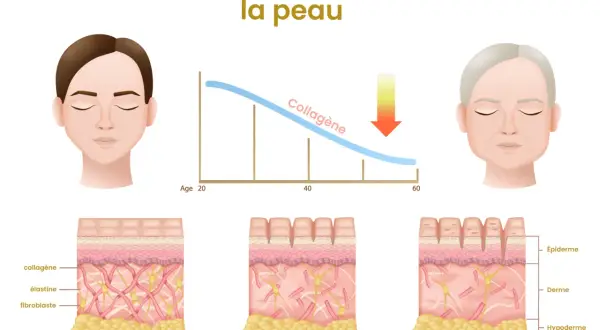 Le collagène, essentiel à la jeunesse de la peau, diminue avec l'âge, causant rides et perte d'élasticité.