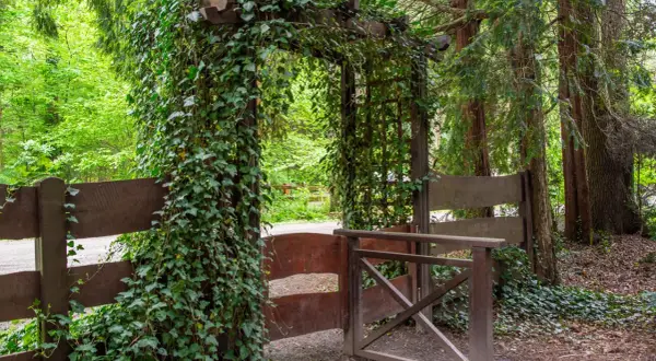 Drewniany łuk porośnięty bluszczem wita w **arboretum w Lipnie**. Ścieżka prowadzi przez otwartą bramę, otoczoną drzewami i zielenią.