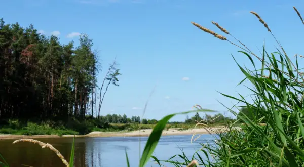 Spokojna rzeka i las sosnowy, idealne na jednodniową wycieczkę. Odkryj ciekawe miejsca 150 km od Warszawy.