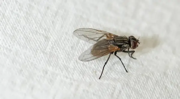 Eine Fliege auf weißem Tuch. Suche nach hausmittel gegen kleine fliegen, um sie loszuwerden.