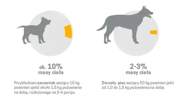 Pies a surowe mięso: Bezpieczeństwo, ryzyko, zasady BARF poradnik