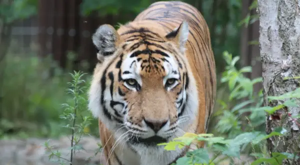Tygrys w zoo kujawsko pomorskim, z bliska, w otoczeniu zieleni.