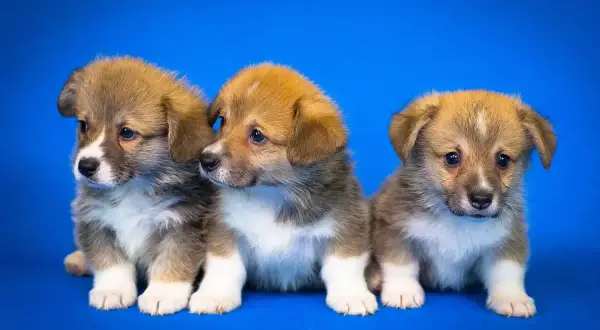 Trzy urocze szczenięta corgi siedzą obok siebie. Ich smutne oczy mogą sugerować objawy parwowirozy u szczeniaka, ale wyglądają na zdrowe.