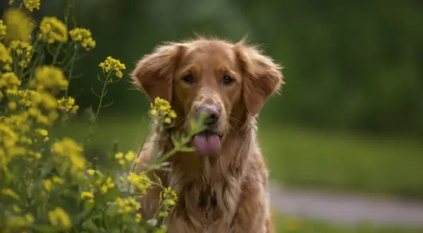 Uroczy golden retriever z językiem na wierzchu, otoczony żółtymi kwiatami. Zastanawiasz się, ile powinien jeść szczeniak golden retriever?