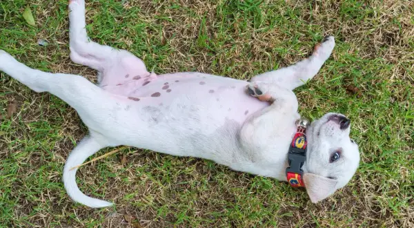 Szczeniak leży na trawie, pokazując brzuszek. Czy psy mają pępki? Tak, ten maluch ma swój!