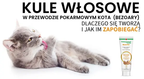Szary kot czyści futerko, zapobiegając tworzeniu się kulek włosowych. Obok tubka karmy Vetoquinol Bezo-Pet.
