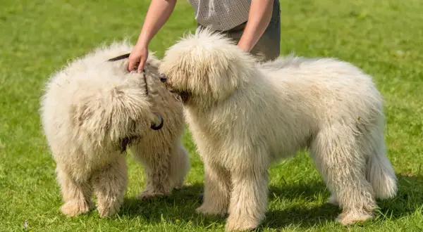 Zwei flauschige Komondor Hunde stehen auf einer grünen Wiese, während eine Hand das Fell eines Hundes streichelt.