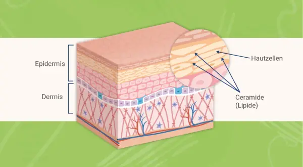 Hautschichten mit Epidermis und Dermis. Nahaufnahme zeigt Hautzellen und die wichtige Ceramide (Lipide) Wirkung für die Hautbarriere.