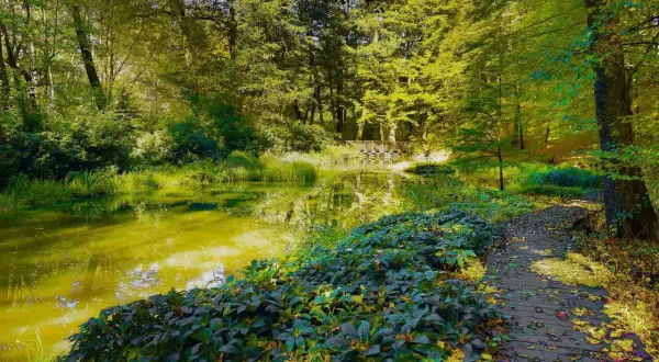 Malowniczy staw i drewniana ścieżka w cysterskim parku krajobrazowym. Słońce przebija się przez liście, tworząc złote refleksy na wodzie.