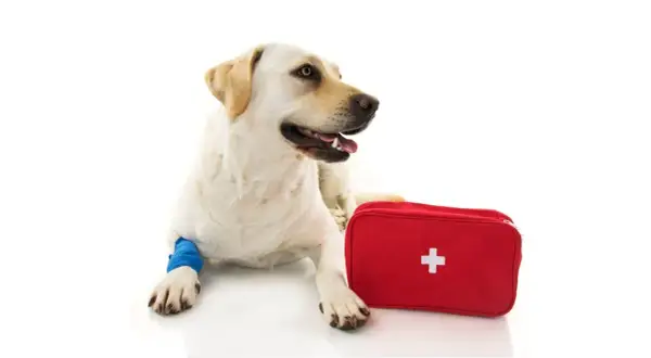 Labrador z opatrzoną łapą i czerwoną apteczką. Gotowy na wszystko, nawet na apap dla psa.