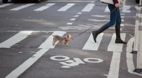 Un petit chien traverse la rue à New York, tenu en laisse par sa propriétaire.