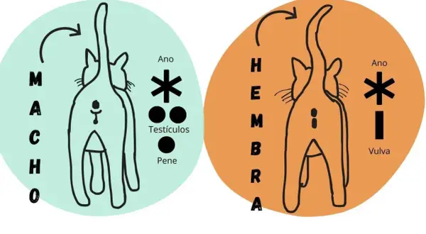 Ilustración comparativa para saber si un gato es macho o hembra, mostrando la zona genital y anal de ambos.