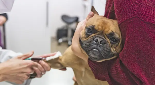A French bulldog, one of the imha dogs, looks worried as a vet draws blood.