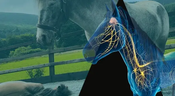 Anatomia konia: widok na mózg konia z zaznaczonym układem nerwowym, na tle stajni i pasących się zwierząt.