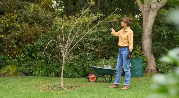 Frau schneidet einen jungen Baum, um ihn für den Winter vorzubereiten. Sie ist im Garten und hat Werkzeuge und einen Schubkarren dabei.