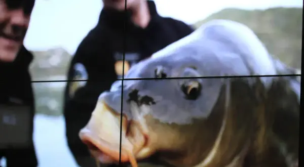 Ein Angler hält stolz einen großen Karpfen im Wasser.