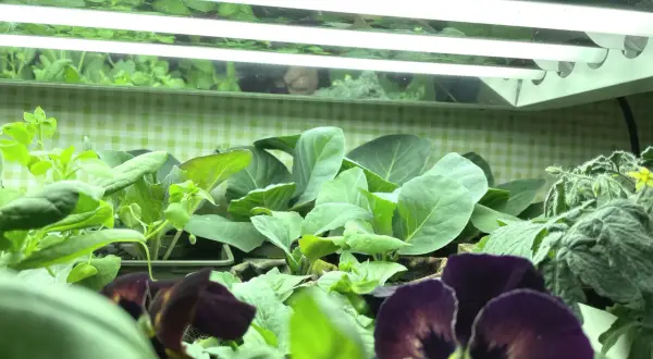Småplantor av kål och blommor växer under lysrör neon.