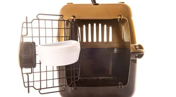 Najlepsze transportery dla border collie – jak wybrać idealny model?