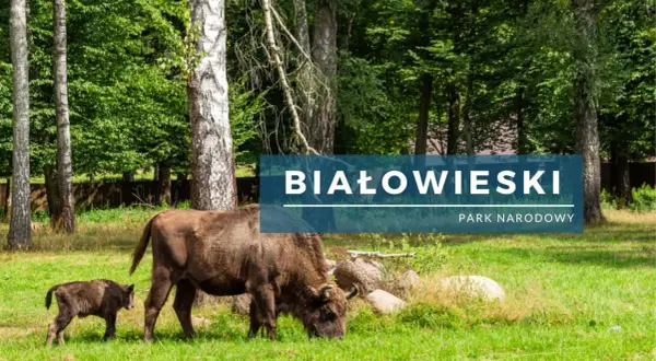 Żubrzyca z młodym pasą się na łące w Białowieskim Parku Narodowym.