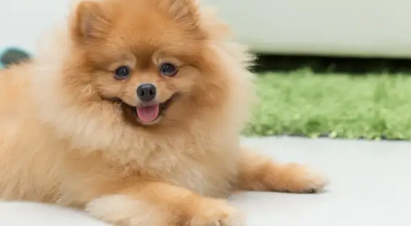 Puszysty szpic pomeranian leżący na jasnej podłodze, z językiem na wierzchu.